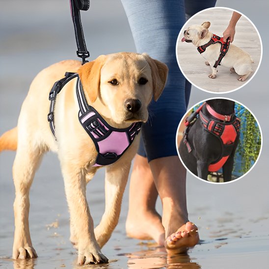 Harnais pour chien | SafeWalk Nocture Harnais