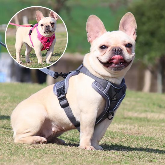 Harnais pour chien | Harnais Harmonie