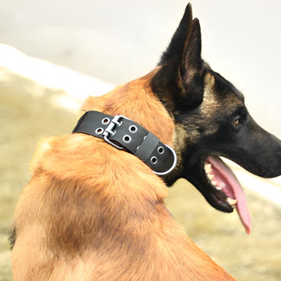 Collier chien | Collier Tactique Pro