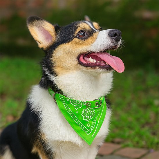 Bandana chien | Bandana Signature