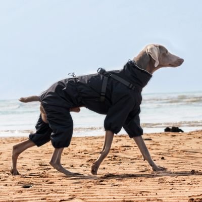 Imperméable pour chien | Imperméable Chien Léger
