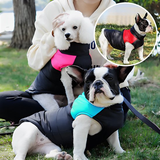 Vetement chien | Élégance Toutes Saisons