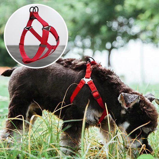 Harnais pour chien | Confortgrip