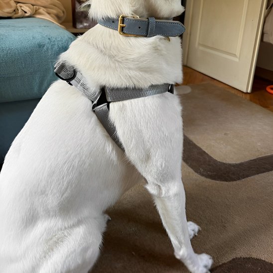 Harnais pour chien | Confortgrip