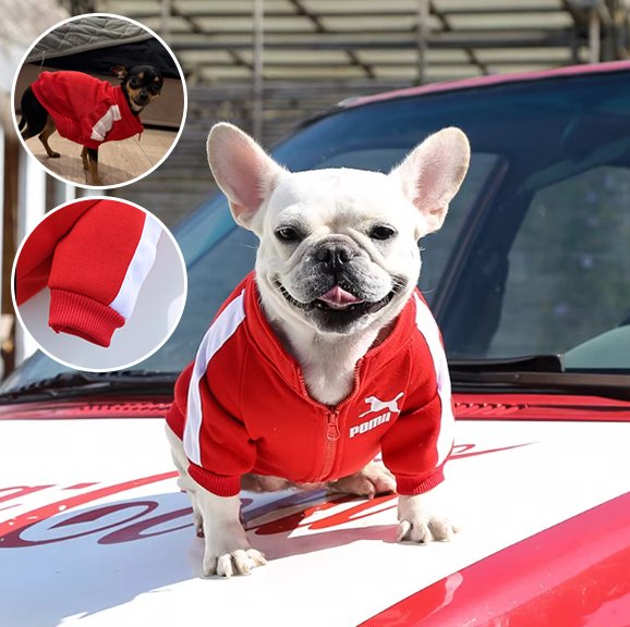 Pull chien | Star Puppy Sport Pull