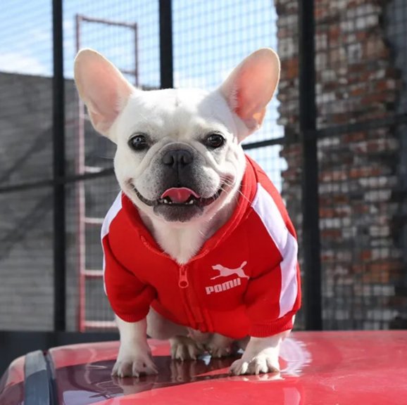 Pull chien | Star Puppy Sport Pull