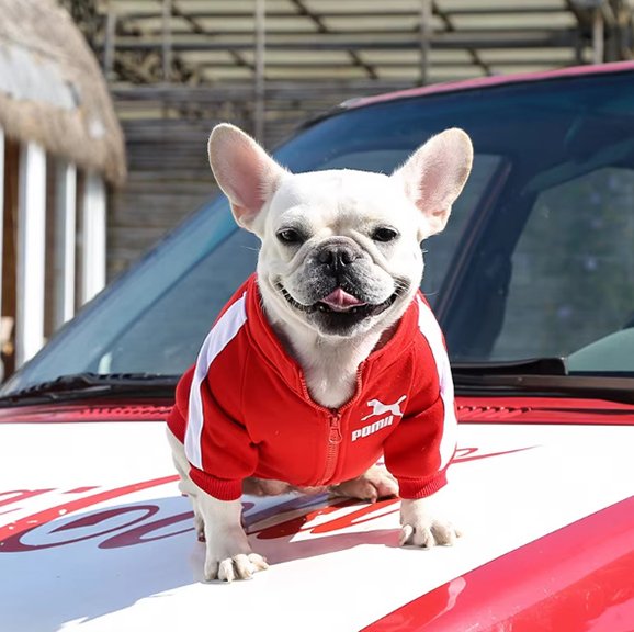 Pull chien | Star Puppy Sport Pull