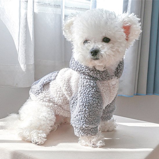 Pull chien | Pull Chien Hiver Stylé