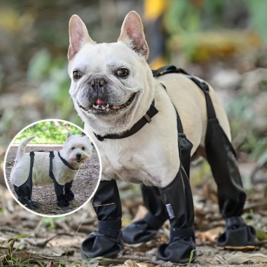 Bottes pour chien | Bottes Chien Protection ComplĂšte