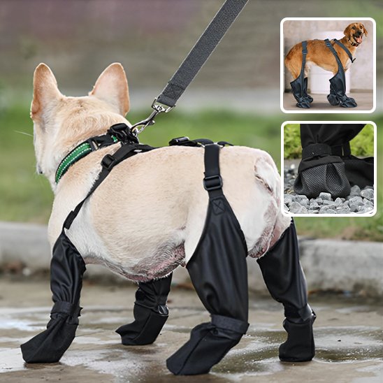 Bottes pour chien | Bottes Chien Protection ComplĂšte