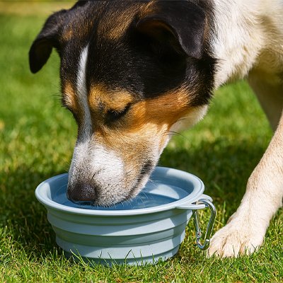 Gamelle pour chien | GoBowl