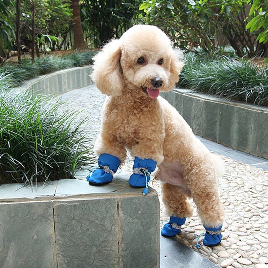 Chaussures chien | Chaussures Tout-Temps