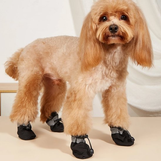Chaussures chien | Chaussures Tout-Temps