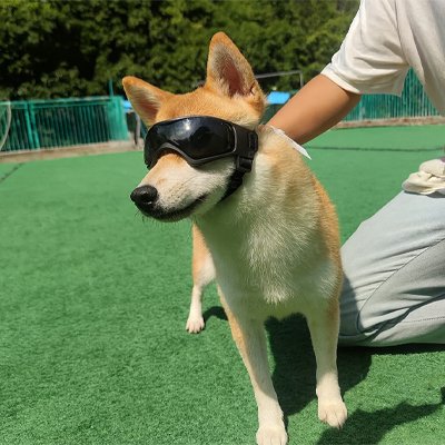 Lunettes pour chien | Lunettes Sport Anti-UV Chien
