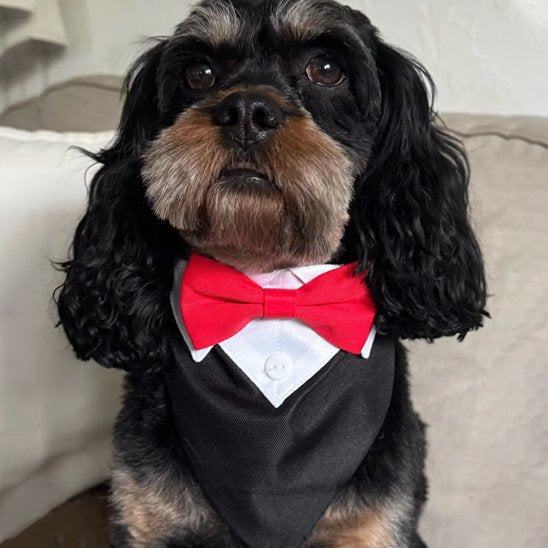 Bandana Chien | TuxedoStyle Chien