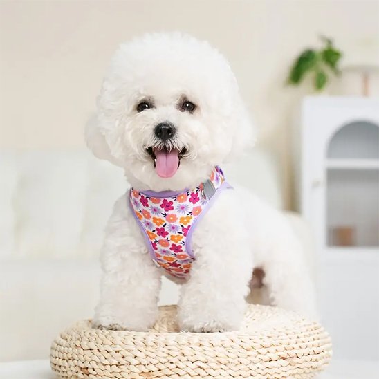 Harnais petit chien | HarnaisChic Floral