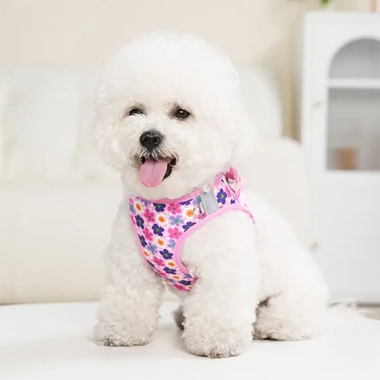 Harnais petit chien | HarnaisChic Floral