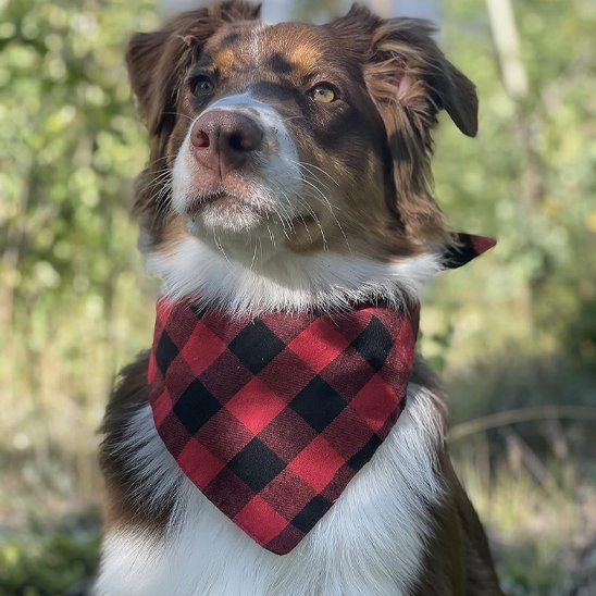 Bandana Chien | BuffaloStyle