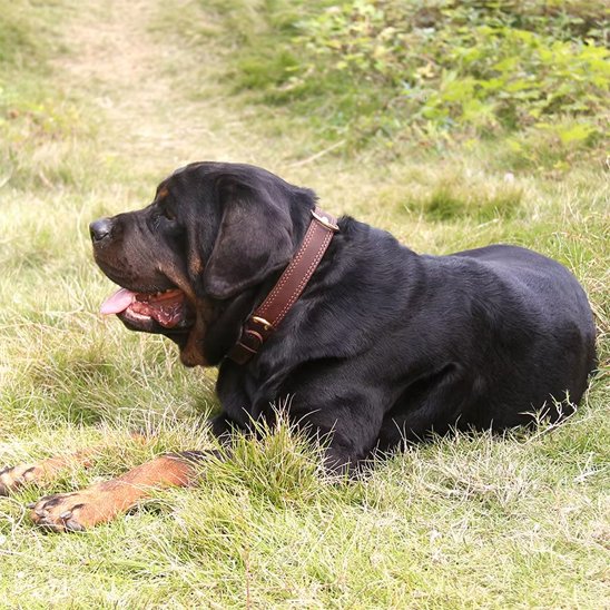 Collier chien | Cuir Noble