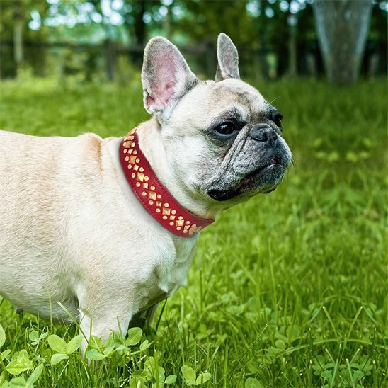 Collier chien | Élégance Clouté
