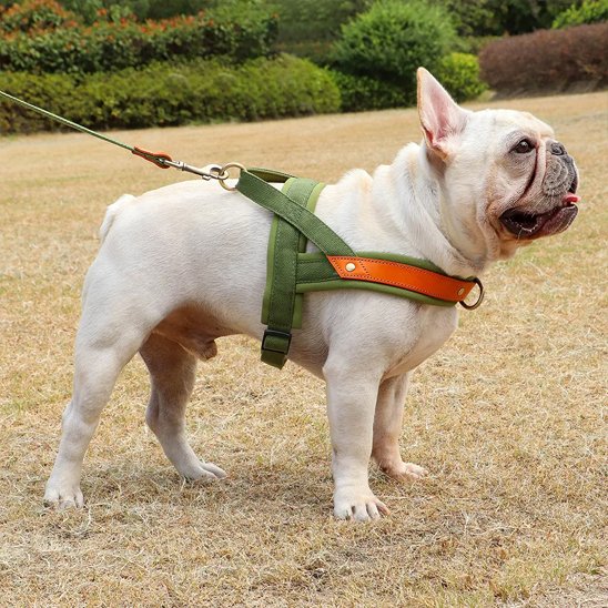 Harnais Chien anti traction | Traction Zéro