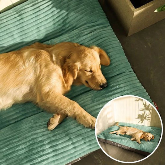 Coussin chien | Ultra-confortable