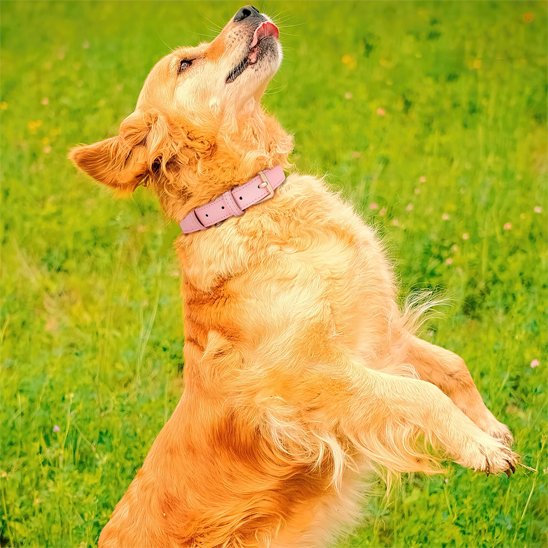 Collier chien | Authentique Cuir