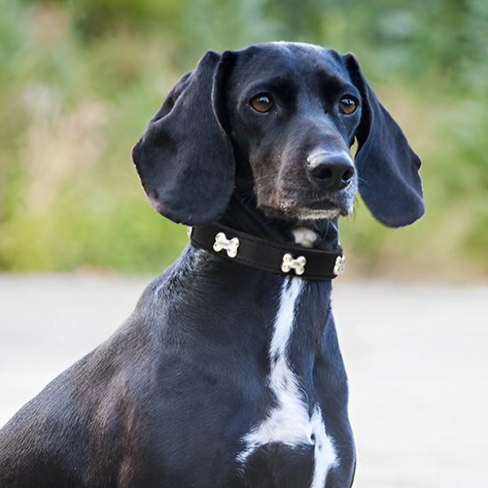 Collier pour chien | Élégance Os