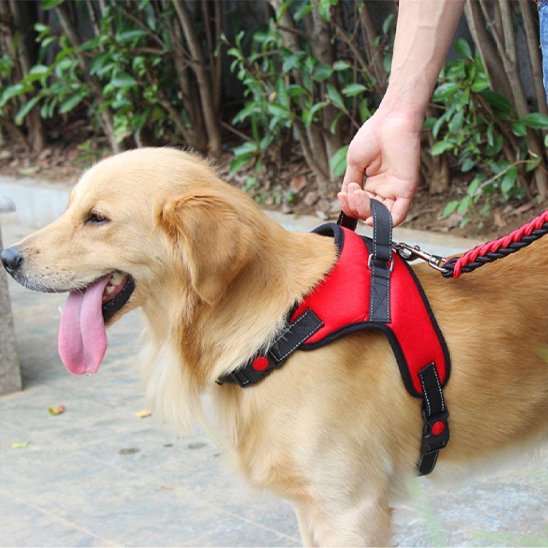 Harnais pour chien | GuideControl