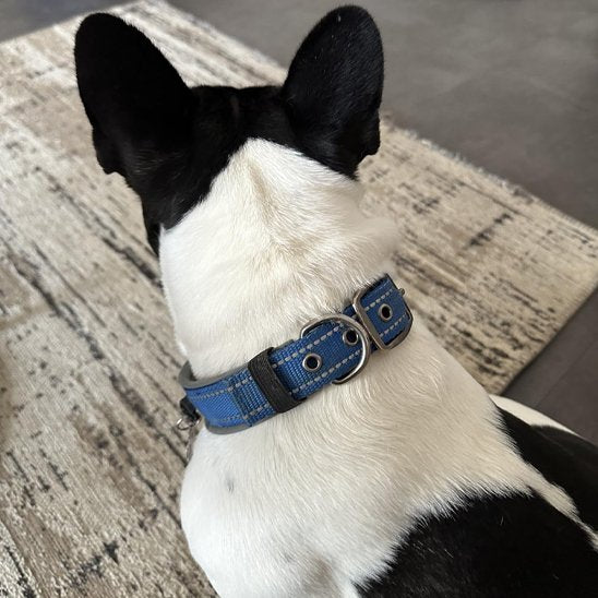 Collier chien | Peau Sensible
