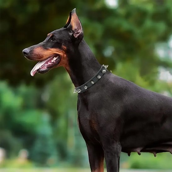Collier pour chien | Élite Qualité