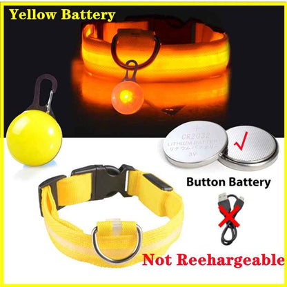 Collier lumineux pour chien | SafeNight