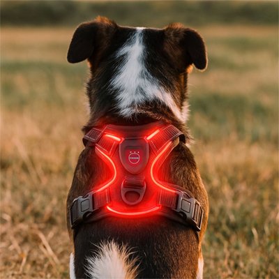 Harnais chien | SmartGlow Harnais