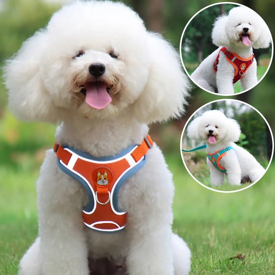 Harnais pour chien | CozyWalk Harnais