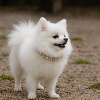Collier Chien | ChicCrystal Collier