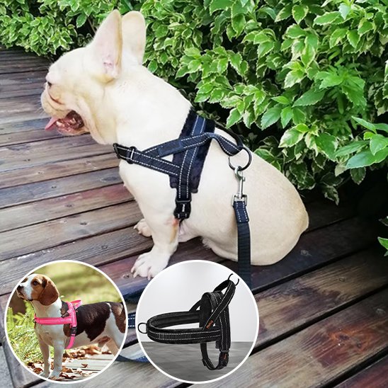 Harnais pour chien | Harnais QuickClip