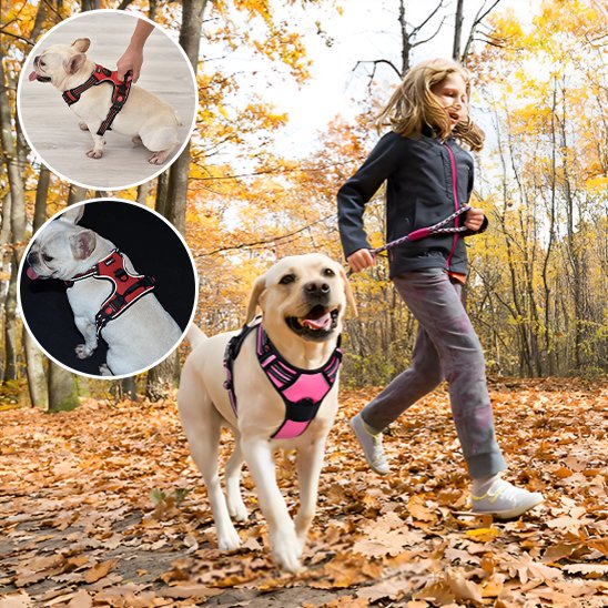 Harnais pour chien | SafeWalk Nocture Harnais