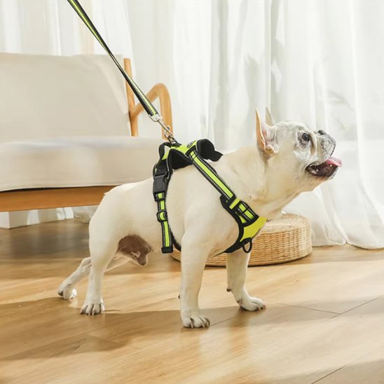Harnais pour chien | SafeWalk Nocture Harnais