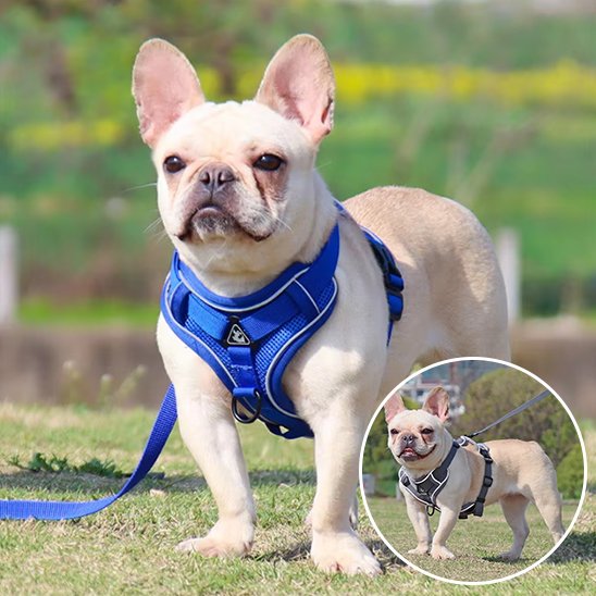 Harnais pour chien | Harnais Harmonie