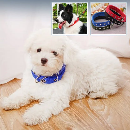 Collier pour chien | Collier Premium Confort