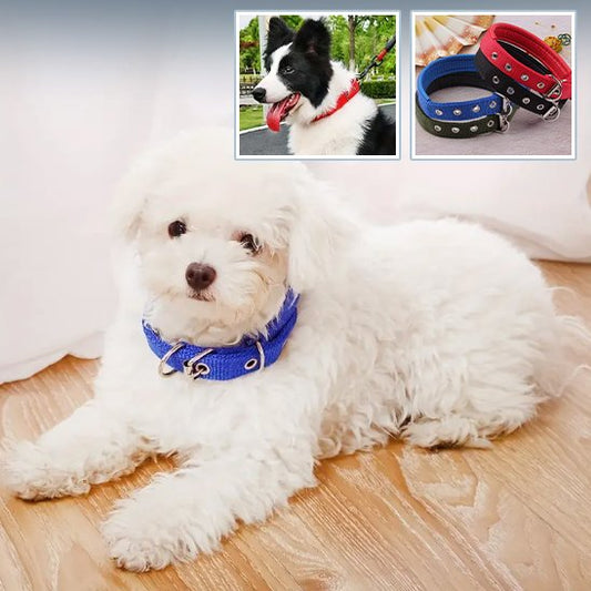 Collier pour chien | Collier Premium Confort