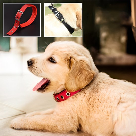 Collier pour chien | Collier Premium Confort