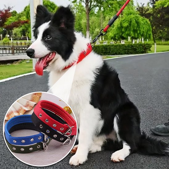 Collier pour chien | Collier Premium Confort