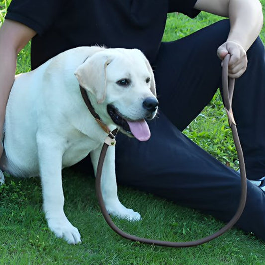 Laisse chien | Laisse Chien Élégante
