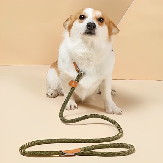 Laisse chien | Laisse Chien Élégante
