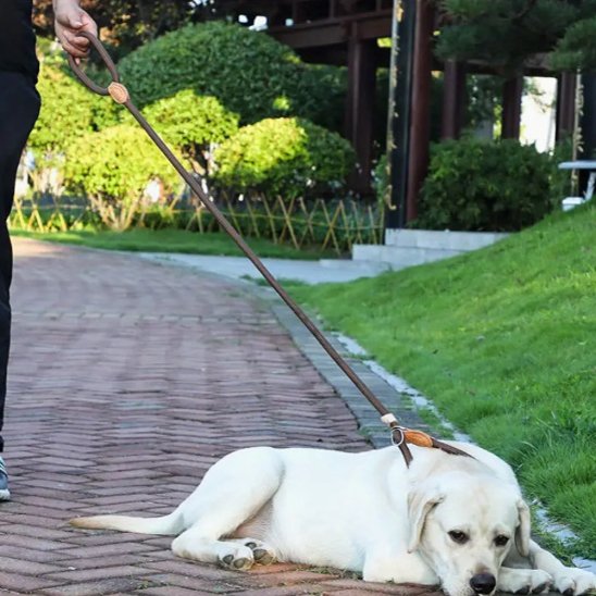 Laisse chien | Laisse Chien Élégante