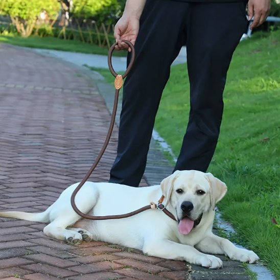 Laisse chien | Laisse Chien Élégante