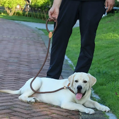 Laisse chien | Laisse Chien Élégante