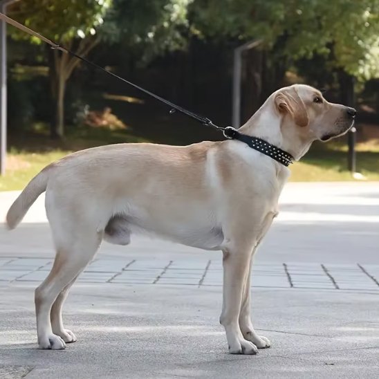 Collier pour Chien Robuste et Ajustable | Collier Rebel Chien