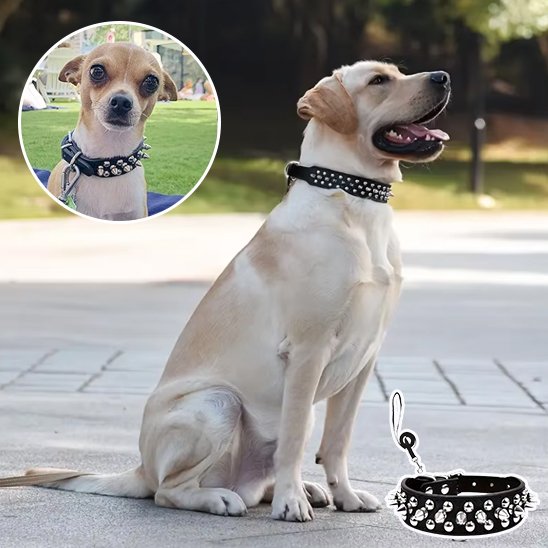 Collier pour Chien Robuste et Ajustable | Collier Rebel Chien